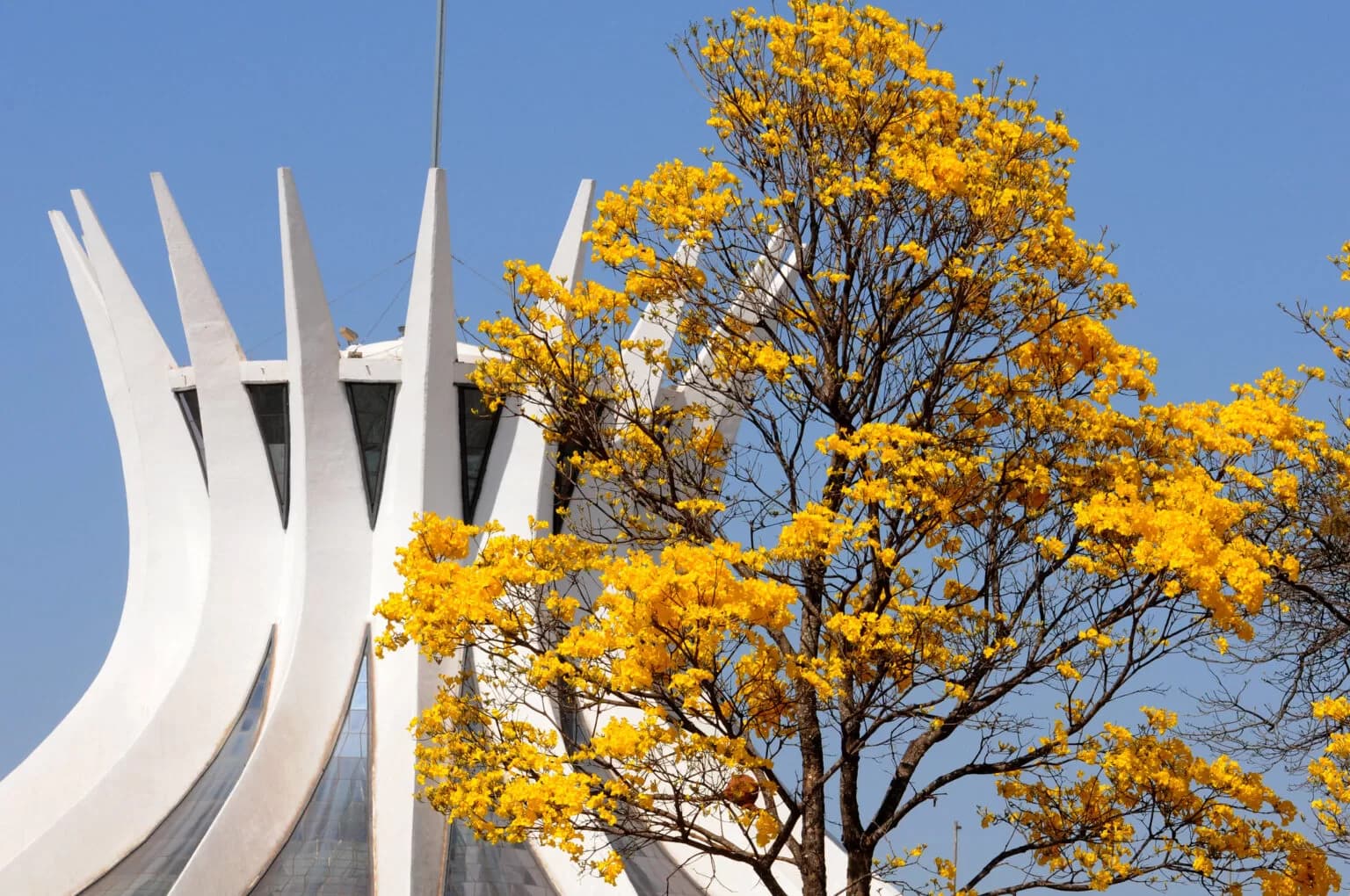Junho abre a temporada de ipês no Distrito Federal