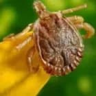 Tudo o que você precisa saber sobre a febre maculosa