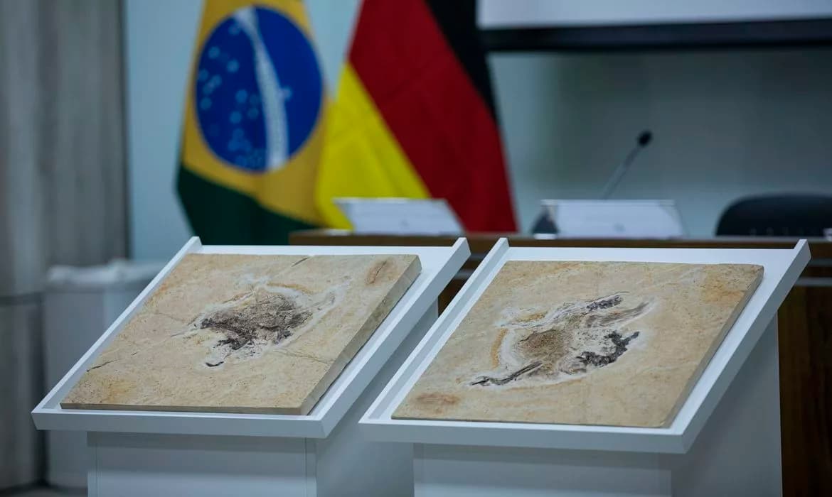 Alemanha devolve fóssil Ubirajara jubatus ao Cariri cearense