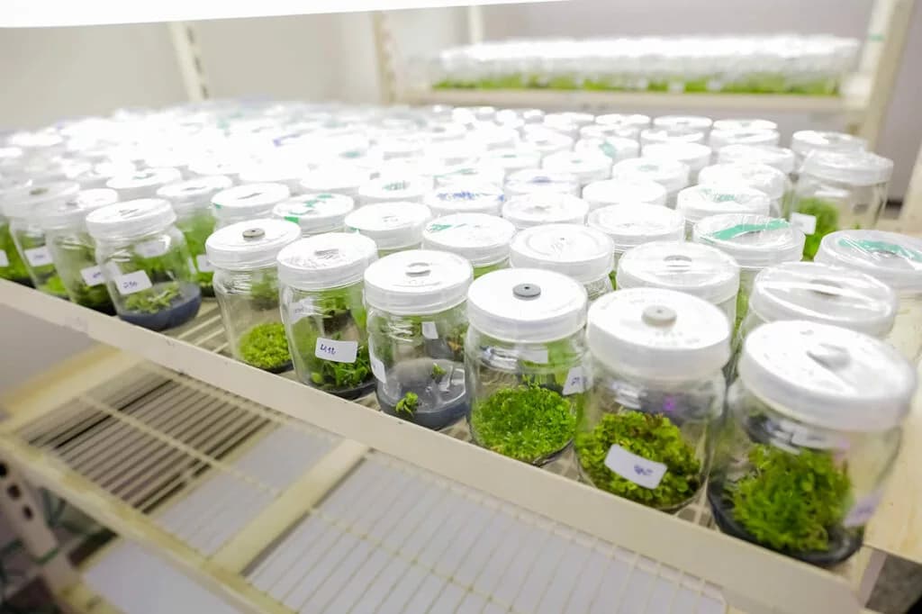 Laboratório do GDF reproduz espécies do Cerrado ameaçadas de extinção
