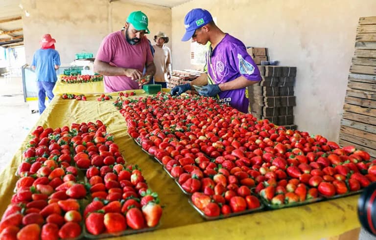 Temporada do morango em Brazlândia impulsiona produção e economia do DF