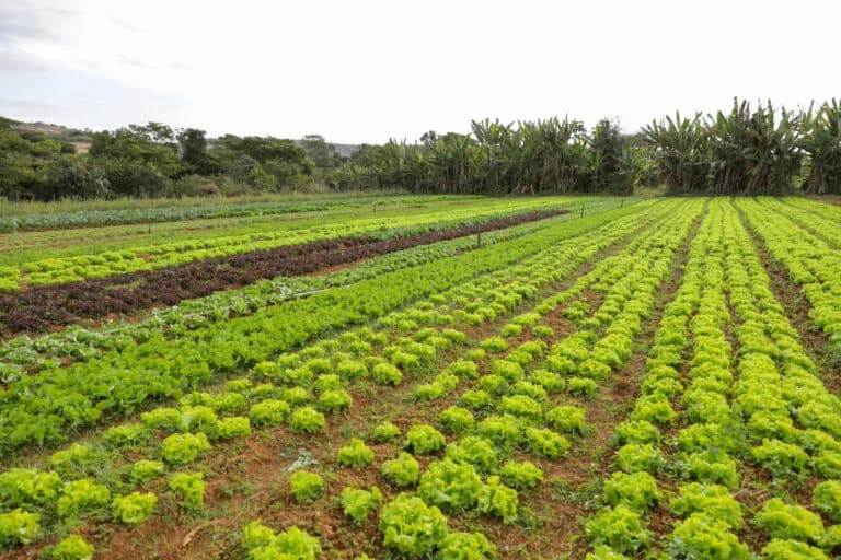 Plano de agroecologia e produção orgânica incentiva sustentabilidade rural