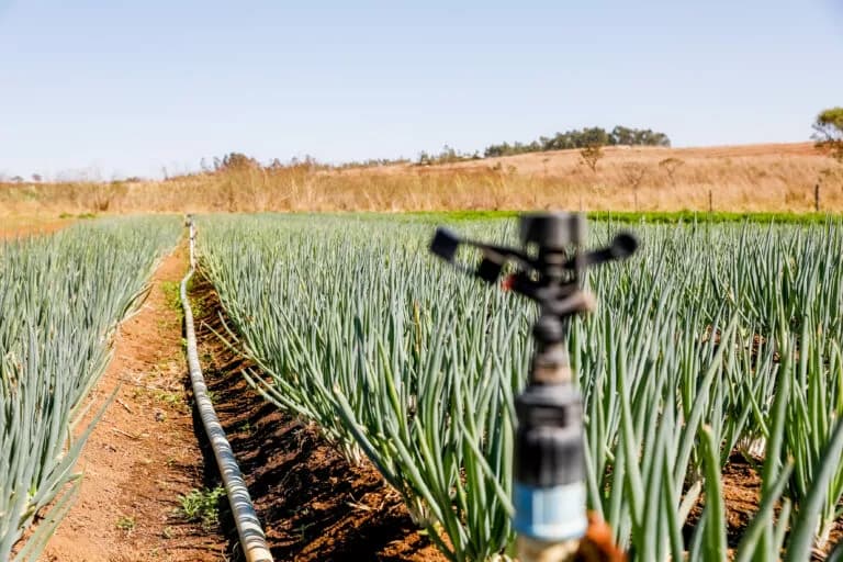 Agricultura familiar é uma das bases da segurança alimentar no DF