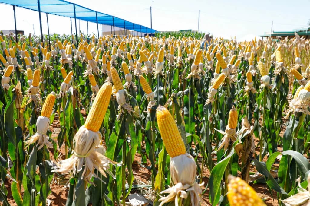 Planaltina recebe a 1ª AgroPlan, feira voltada para o agronegócio local