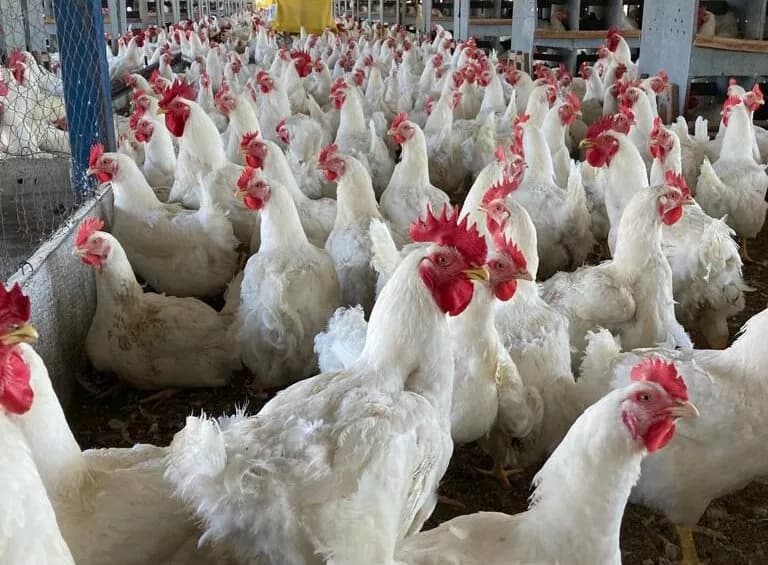 Governo declara situação de emergência zoossanitária no DF