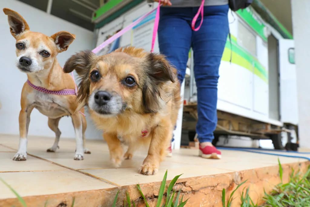 Como cuidar dos pets no calor e evitar insolação