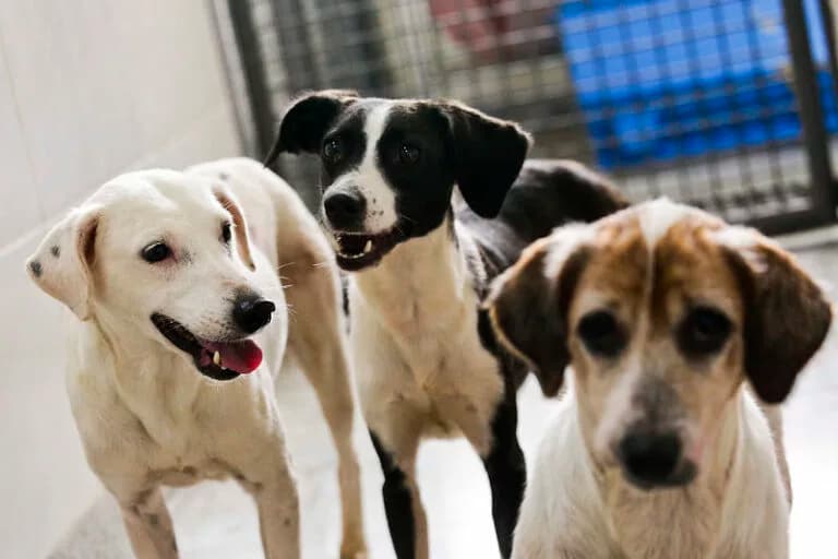 Governo lança “RG Animal” e cria cadastro nacional gratuito para cães e gatos