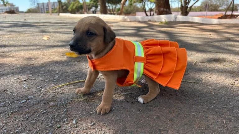 SLU promove adoção de animais abandonados em suas unidades