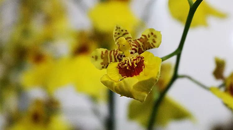 Depois de quatro anos, DF recebe o 8º FestFlor Brasil
