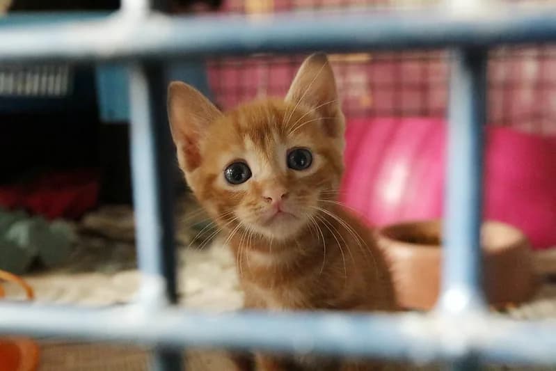 Primeira delegacia de proteção animal do Brasil completa quatro meses
