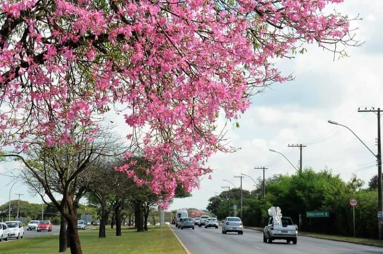 Quadradinho florido: veja as espécies que colorem o DF durante o ano