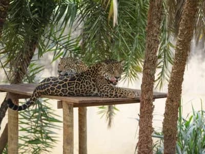 Zoológico terá teatro e exposição neste domingo (24)