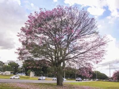 Paineiras pintam as paisagens do Distrito Federal de rosa