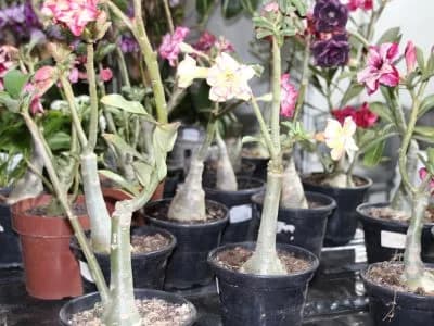 9ª Feira da Goiaba terá 30 estandes para venda de flores e plantas ornamentais