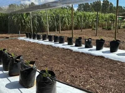 Na AgroBrasília, aprenda a produzir frutas rentáveis em pequenas áreas