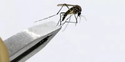 Grupo de trabalho vai aperfeiçoar o plano de enfrentamento à dengue