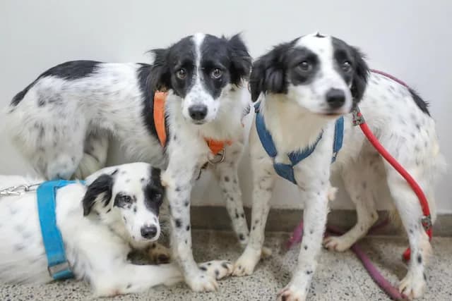 Quer adotar um pet? Zoonoses tem 28 animais disponíveis