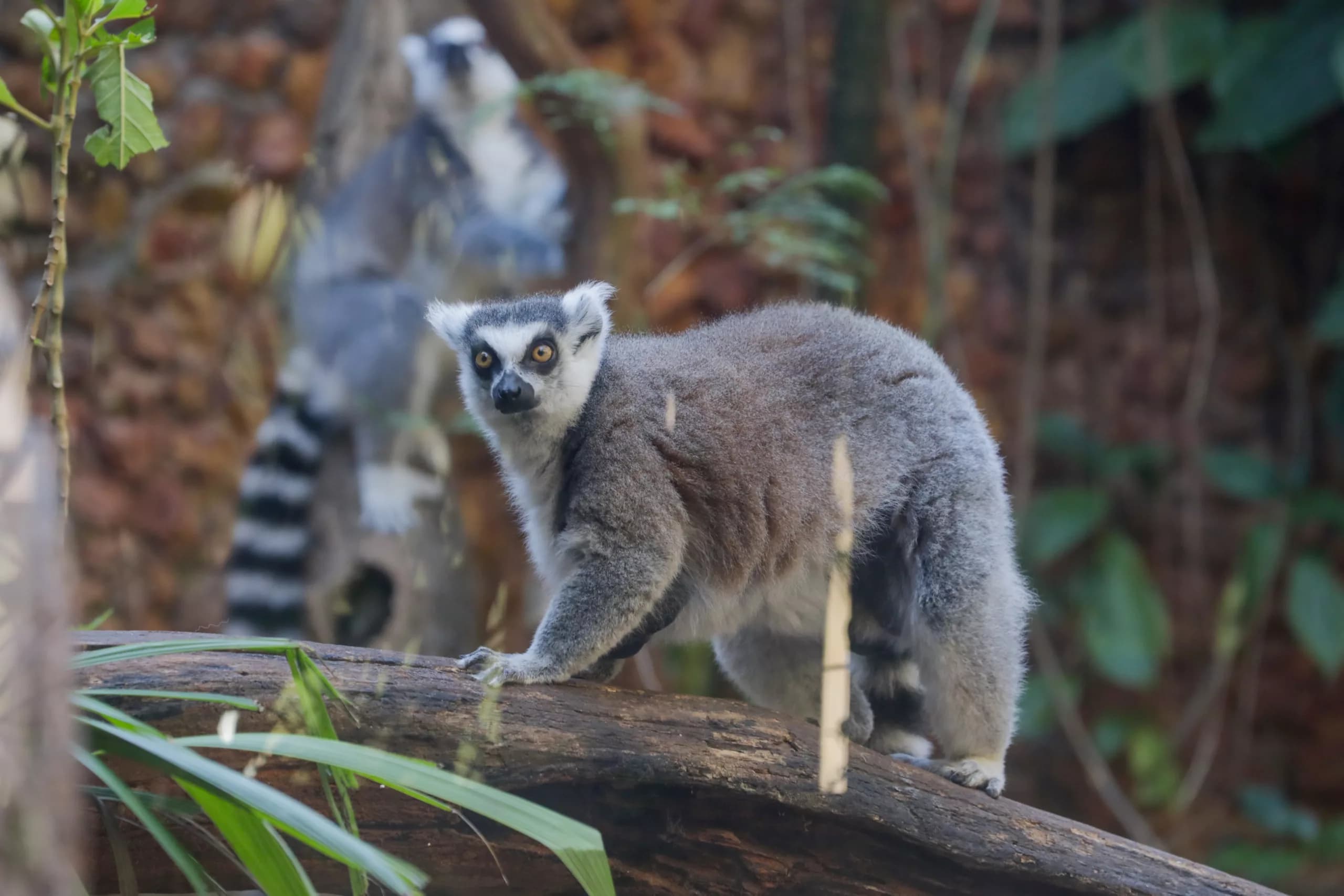 O amor está no Zoo: Equipes fazem ações temáticas de Dia dos Namorados para animais