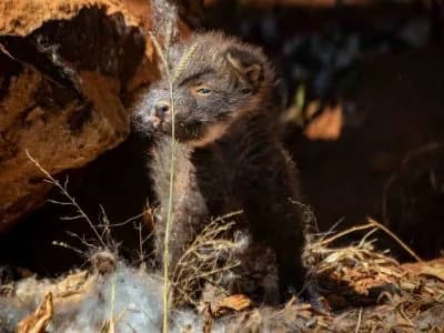 Zoo comemora o nascimento de dois lobos-guará