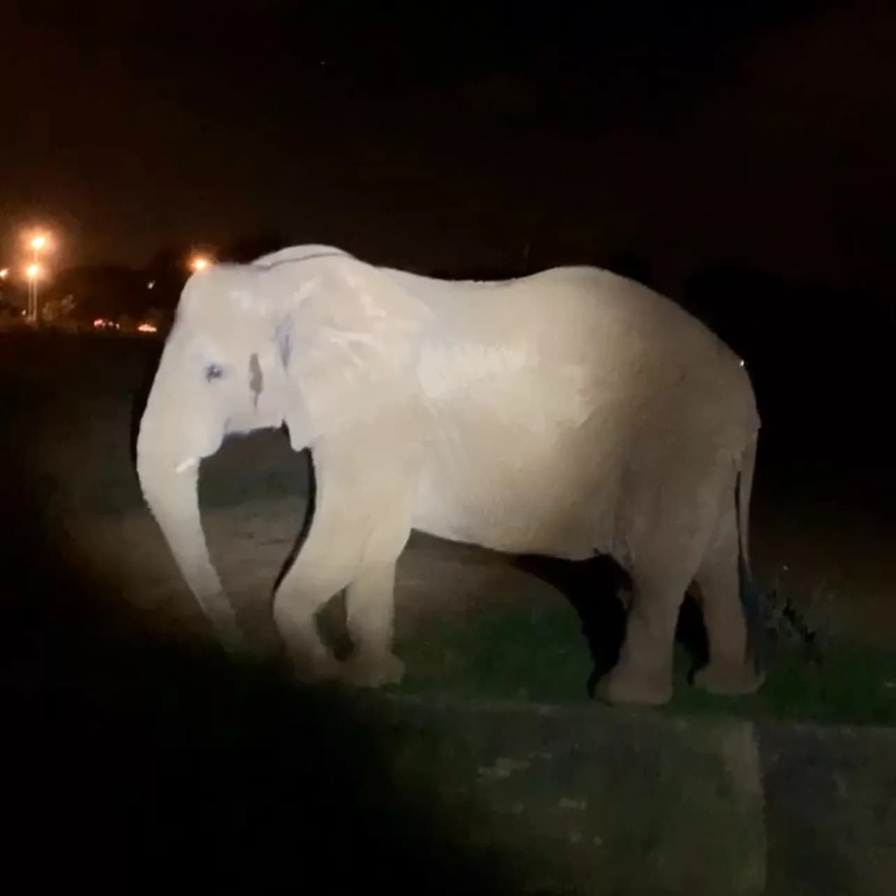 Zoológico de Brasília abre inscrições para visitas noturnas em setembro