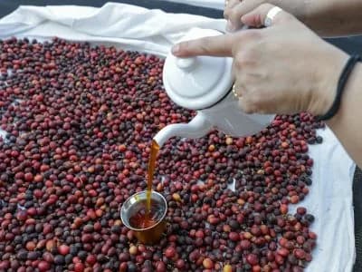 Brasília recebe 3ª edição do Capital Expo Coffee