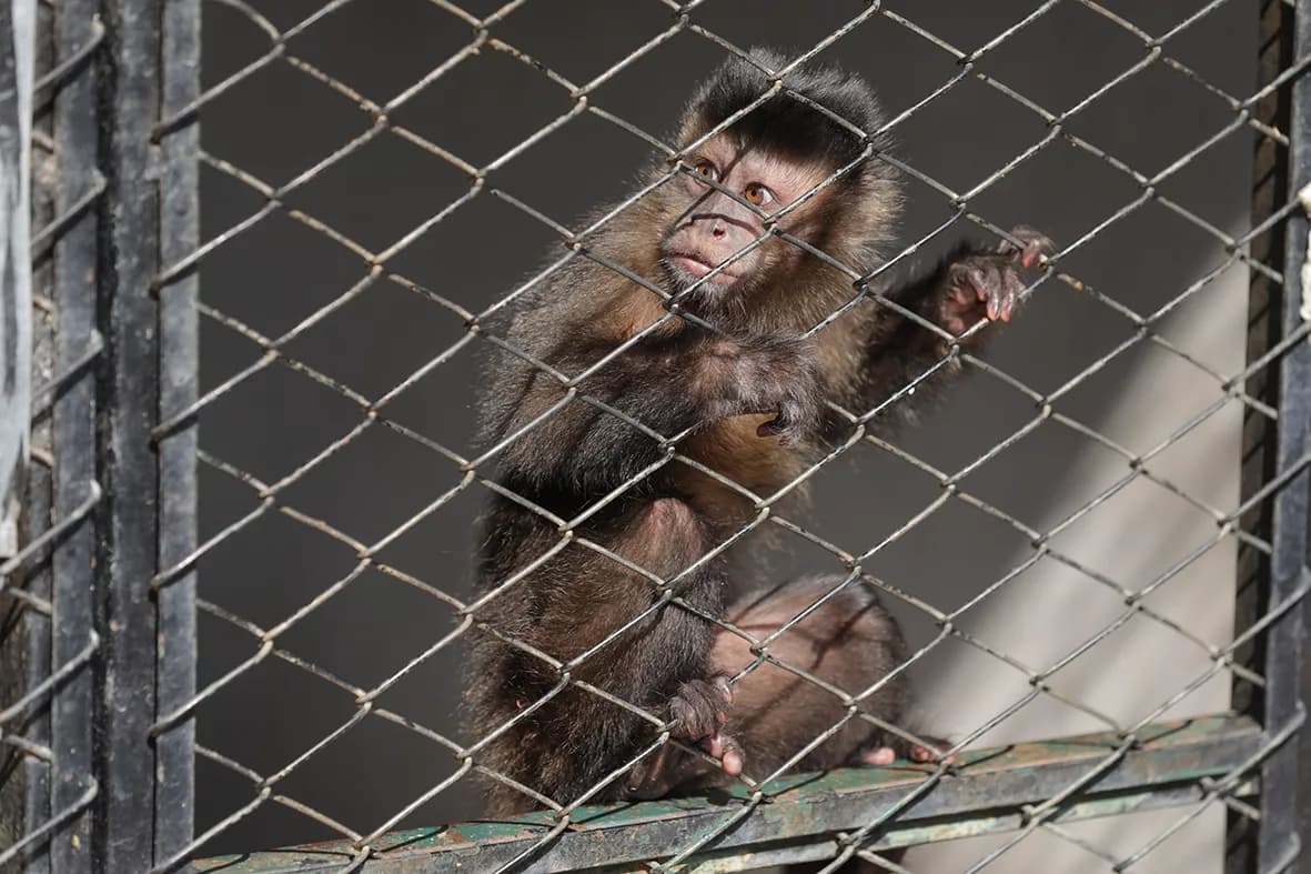 Zoo de Brasília reforça atendimento a animais afetados por queimadas e atropelamentos