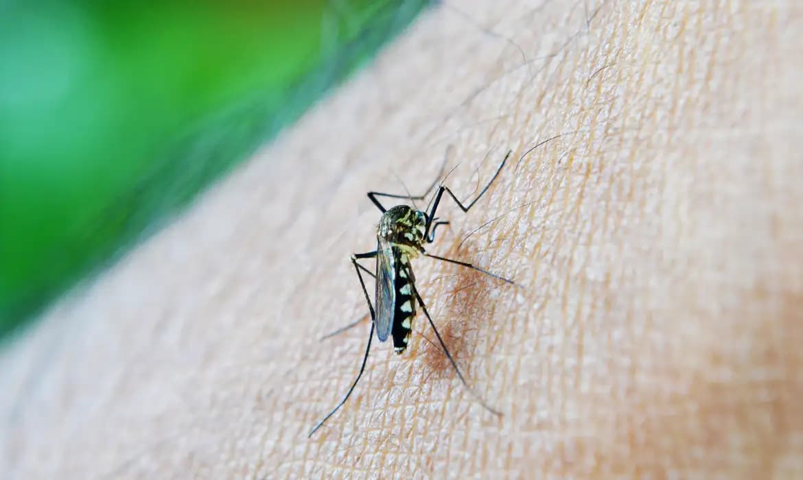 Nova Técnica Promete Reduzir Casos de Dengue com Uso Inteligente de Mosquitos
