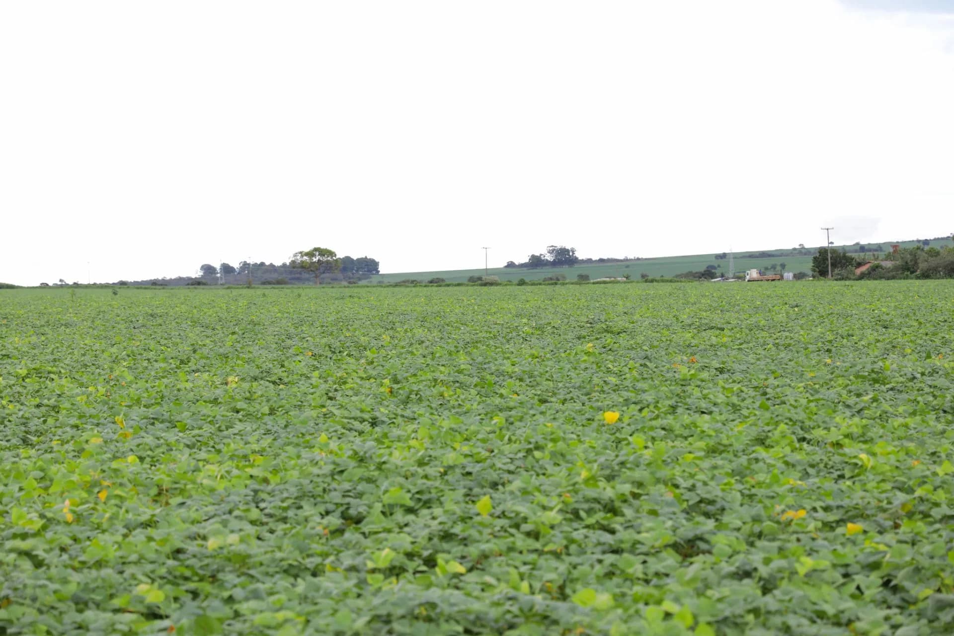 Distrito Federal se destaca como referência nacional em produção agrícola
