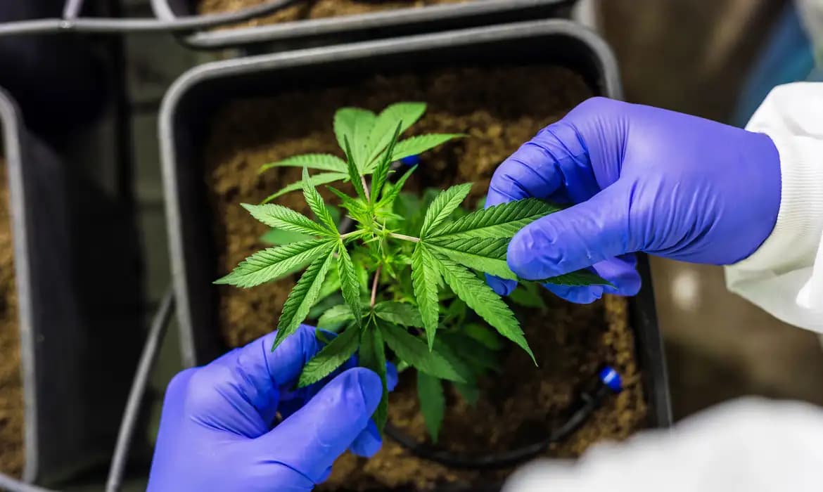 STJ autoriza cultivo de cannabis medicinal e abre caminho para regulação no Brasil