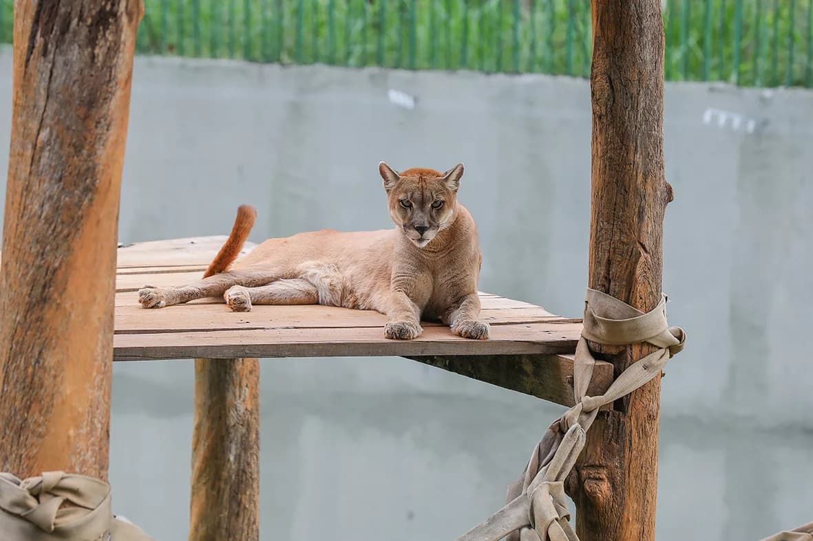 Onças-pardas retornam ao Zoológico de Brasília com recinto renovado