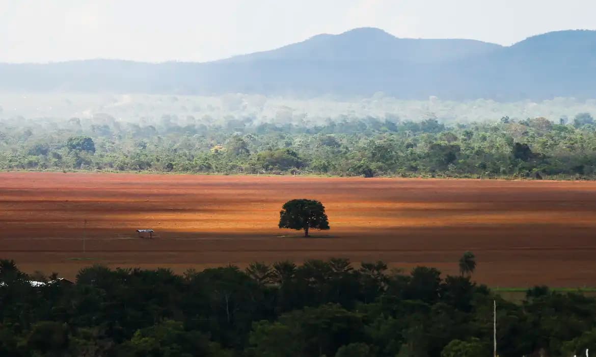 Desmatamento no Cerrado cai 33% em 2024, mas desafios permanecem