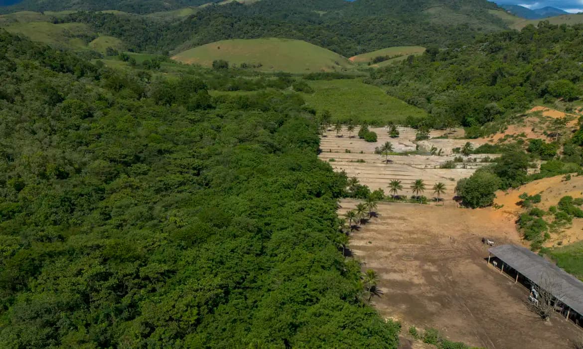 Desmatamento da Mata Atlântica avança por atividades ilegais, aponta estudo