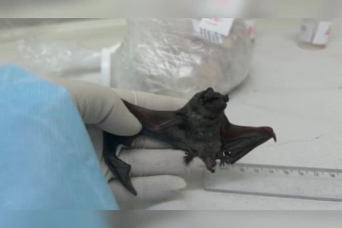 Cientistas identificam coronavírus semelhante ao Mers em morcegos do Ceará
