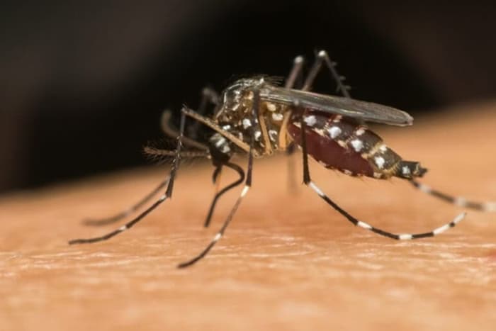Brasil ultrapassa 1 milhão de casos de dengue em 2025, mas índice é menor que o do ano anterior