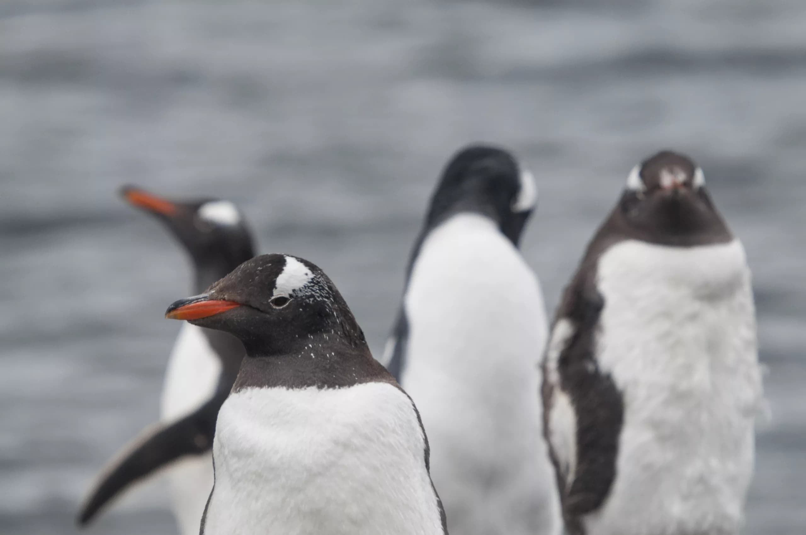 Pinguins na Antártica revelam contaminação por mercúrio em regiões remotas