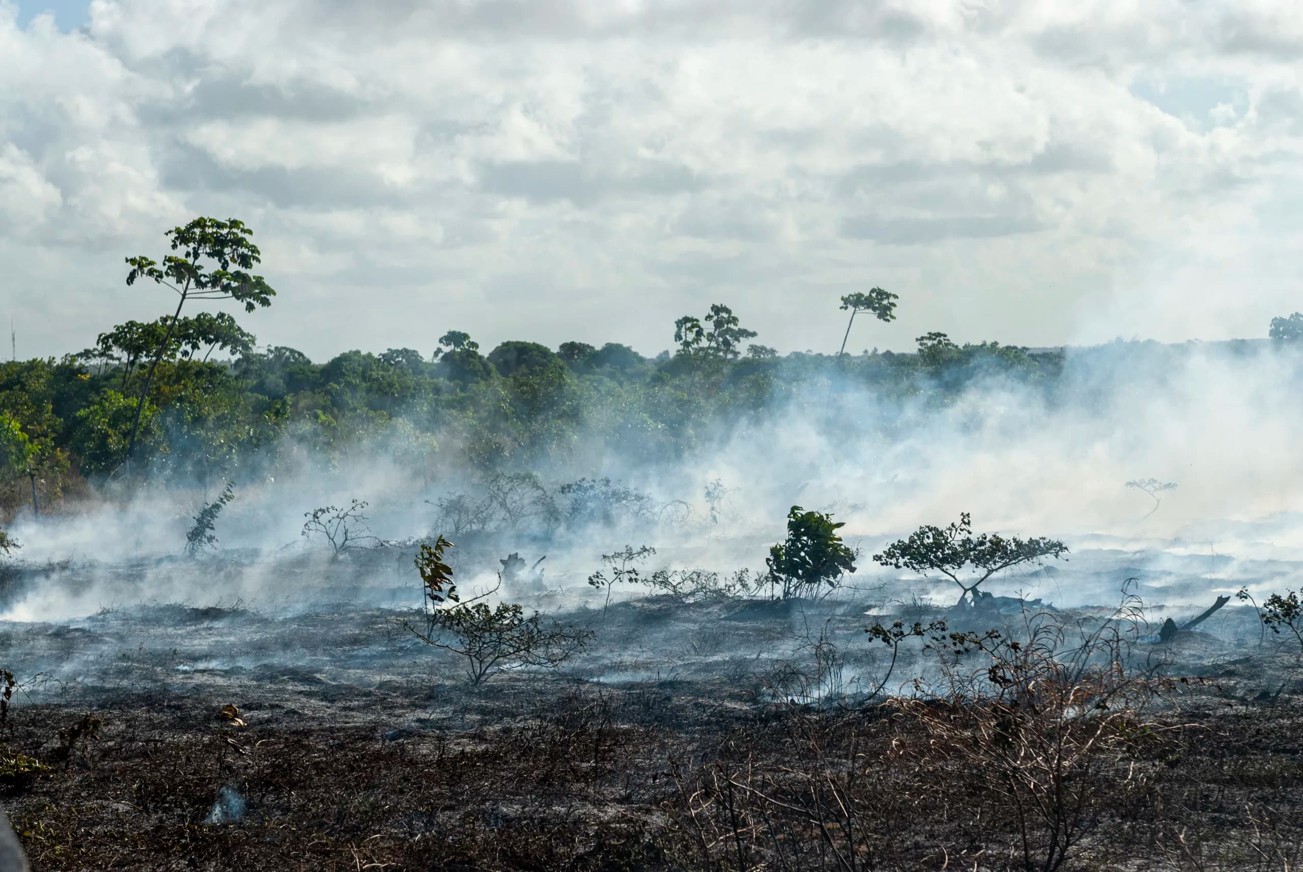 Crise climática ameaça saúde global e pode causar extinção em massa, alerta cientista britânico no Rio