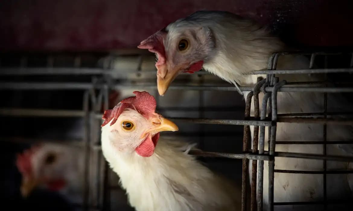 Gripe aviária: Brasil confirma dois focos e investiga seis