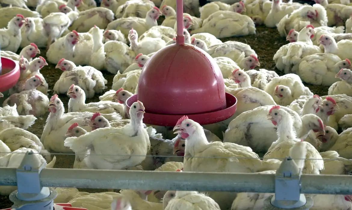 Gripe aviária no Brasil: Impacto comercial e riscos à saúde humana