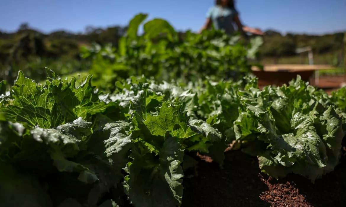 Bahia: R$ 299 milhões para impulsionar agricultura familiar no semiárido