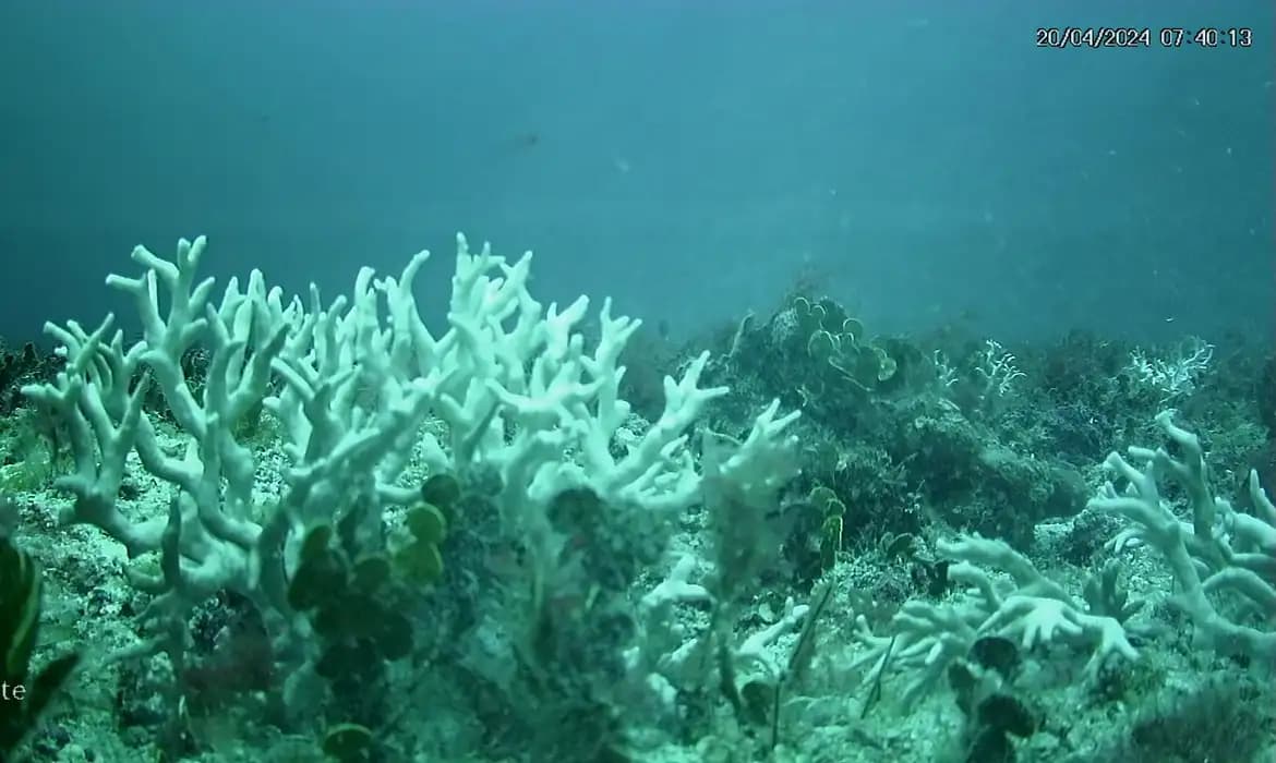 BNDES investe R$ 88 milhões em proteção marinha