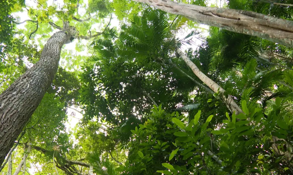 Junho: Meio Ambiente, Imprensa e Saúde Infantil em foco