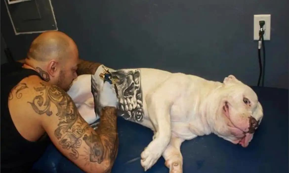 Lei proíbe tatuagens e piercings em pets: até 5 anos de prisão