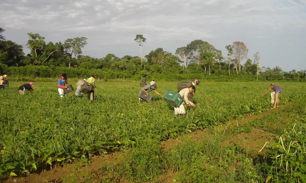 Proagro: Limite de enquadramento cai para R$ 200 mil