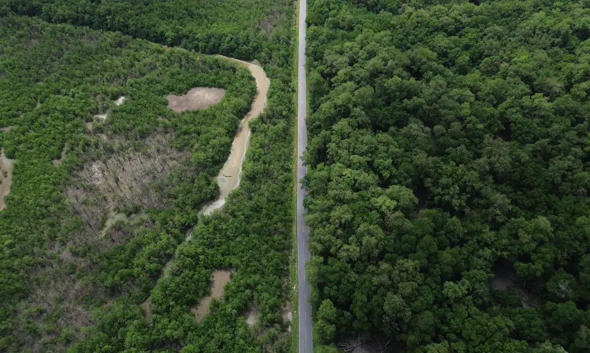 **Rodovia ameaça o maior manguezal do mundo**