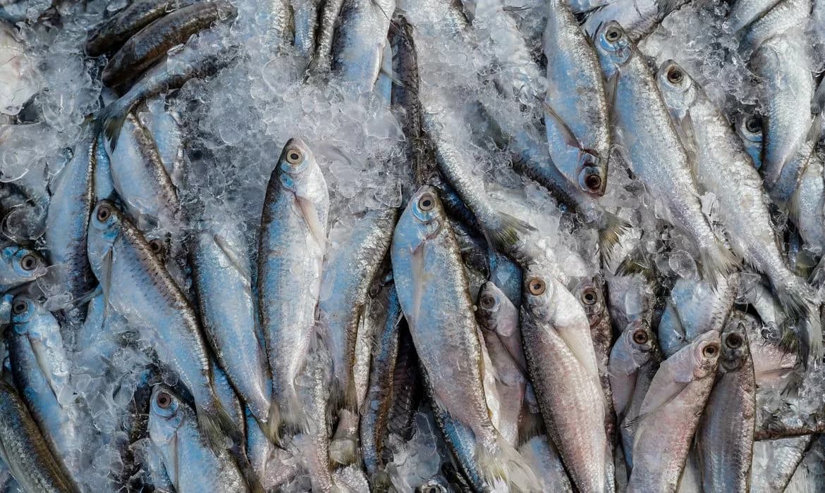 Abipesca pede crédito emergencial por tarifa de 50% dos EUA ao pescado