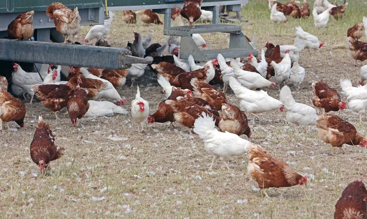 Ceará registra primeiro caso de gripe aviária em aves domésticas