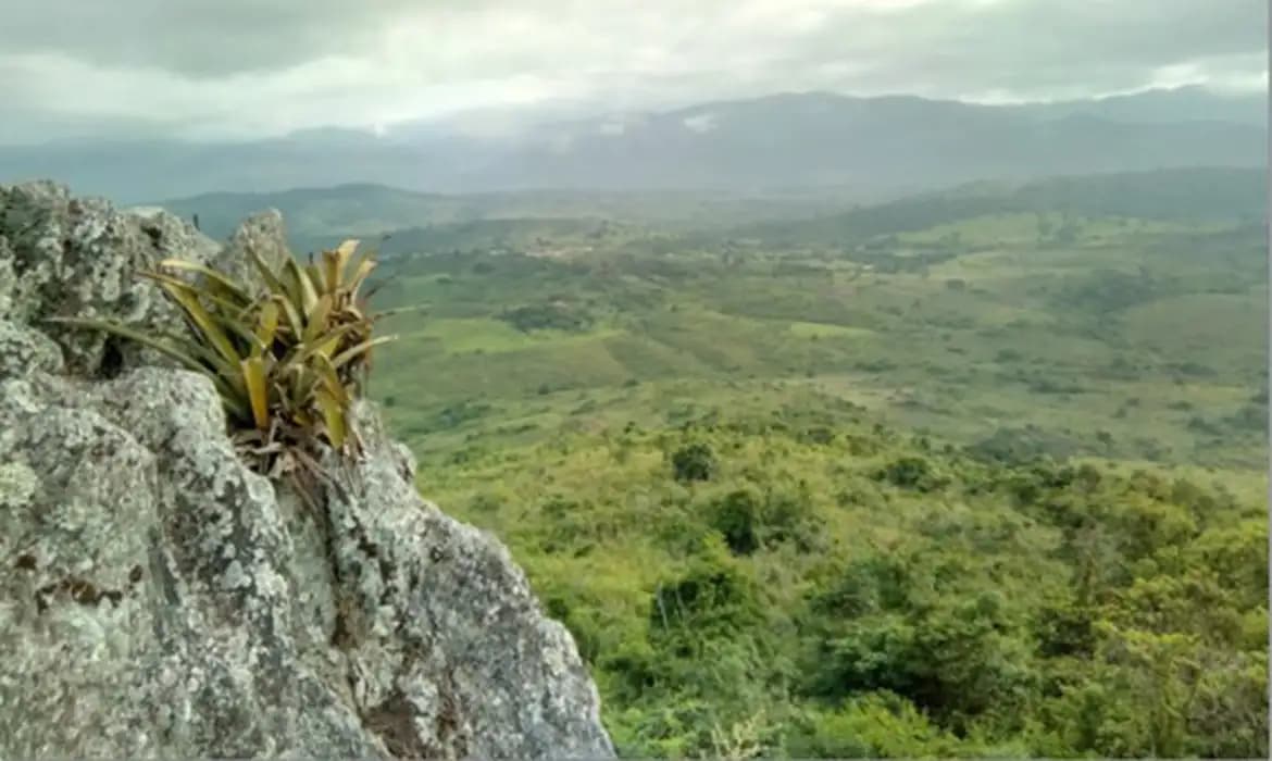 Indígena cataloga 175 plantas medicinais e resgata saber ancestral