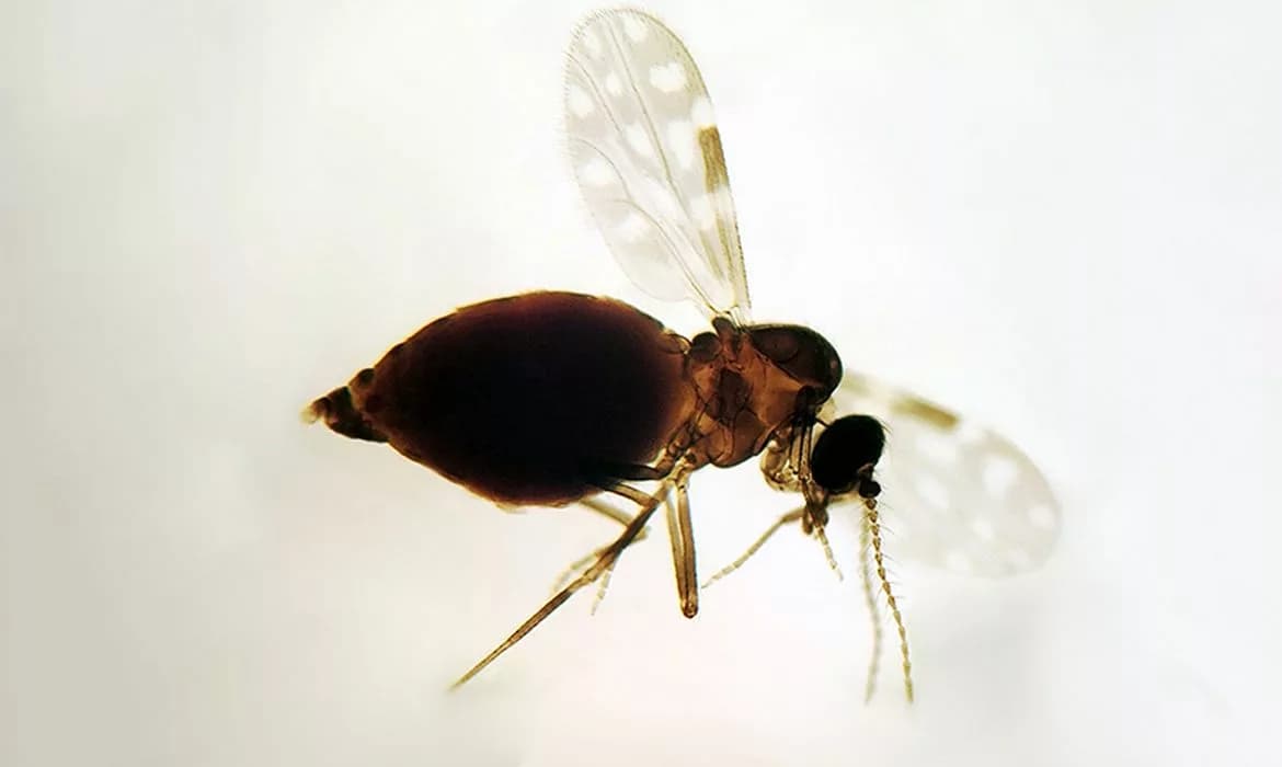 Oropouche avança no Brasil: nova linhagem e clima impulsionam surto