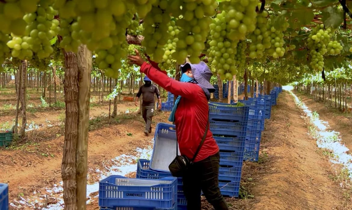 Vale do São Francisco: Tecnologia Impulsiona Frutas, Vinhos e Turismo no Sertão