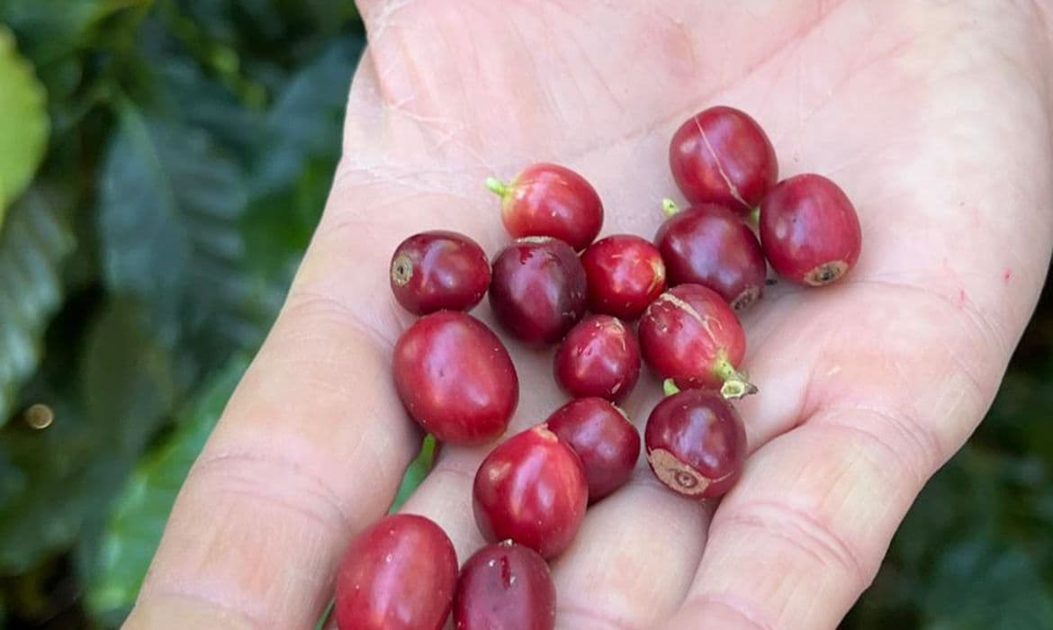 China abre portas para 183 empresas de café do Brasil após tarifa dos EUA